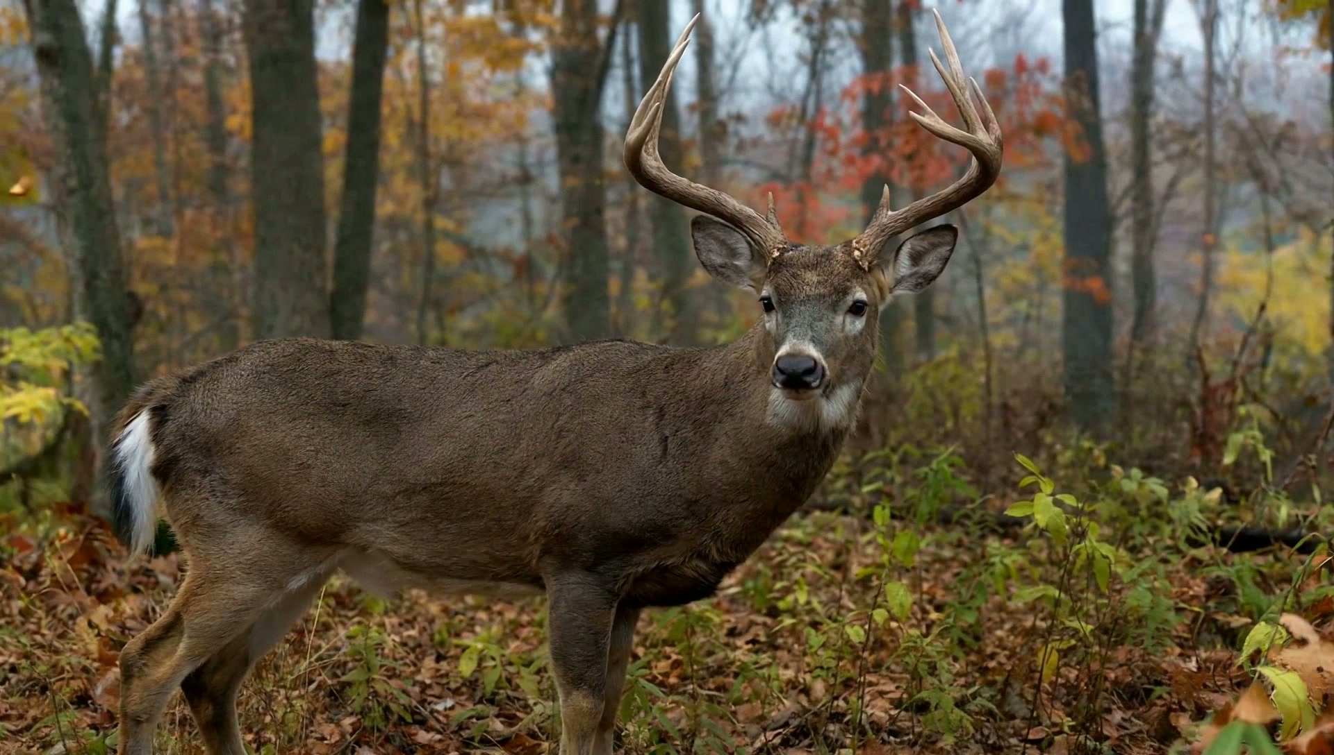 Whitetail buck standing in an autumn hardwood forest